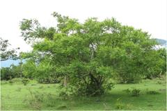 Erythroxylum monogynum